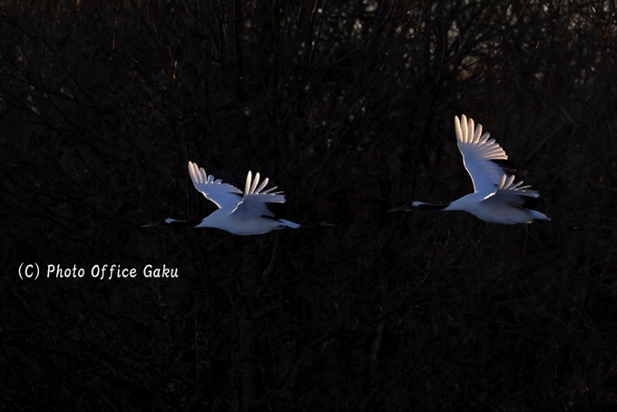 Winter Photography Tour of Red-Crowned Cranes, Tsurui Village -Part 2